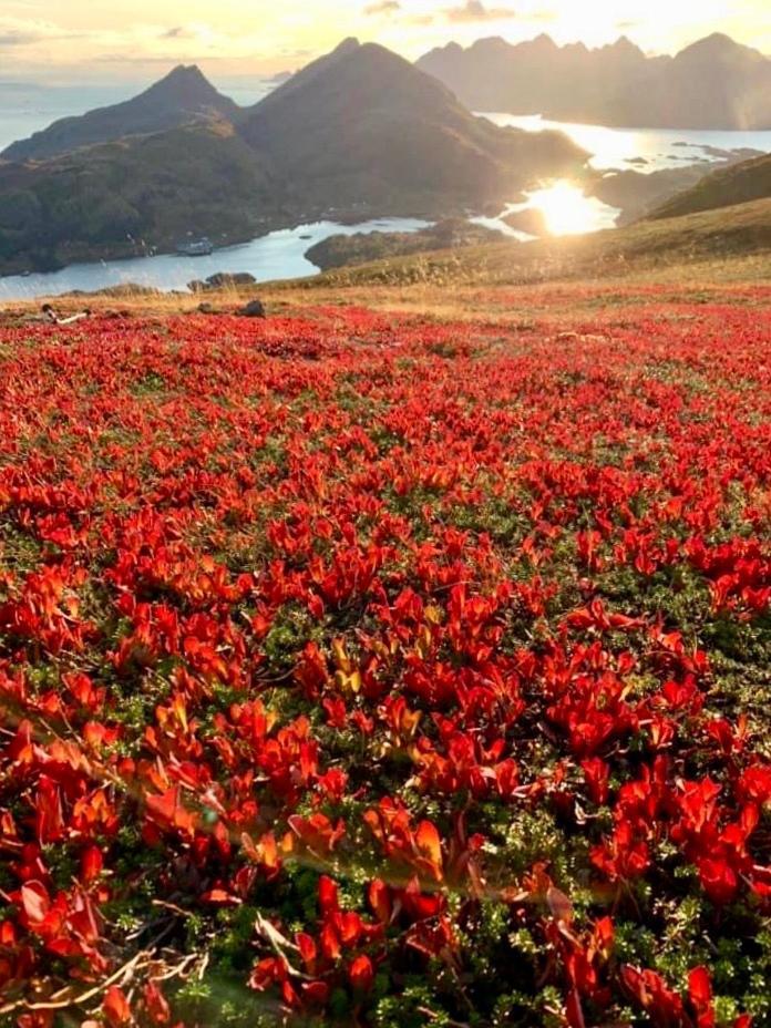 Lofoten And Vesteralen Kveldro Myrland Kültér fotó